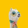 llamatumas